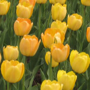 tulipe darwin -golden apeldoorn